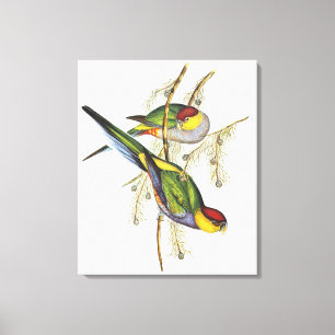 Toile Parakeet - Oiseaux Vintages