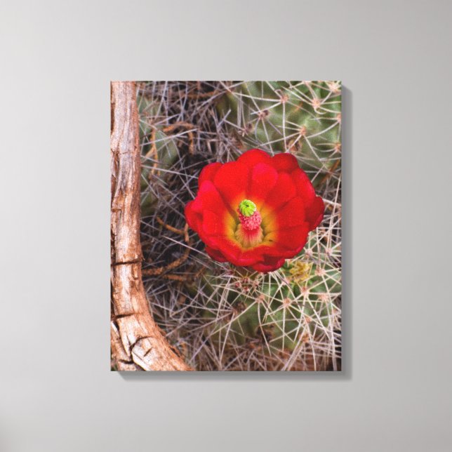 Toile Parc national de Capitol Reef, Cactus Claret Cup (Recto)