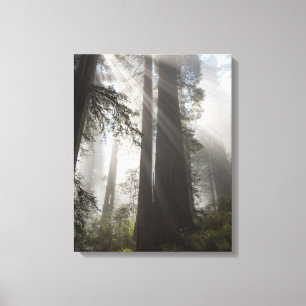 Toile Parc national de Redwood Californie