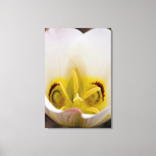 Toile Parc national du Capitol Reef, Utah, États-Unis 2