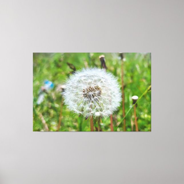 Toile Parfaite Pissenlit – Photographie Macro Botanique (Recto)