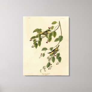 Toile Paruline carbonée des oiseaux d'Amérique d'Audubon