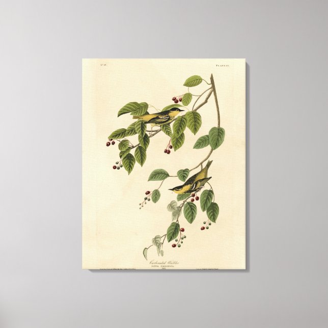 Toile Paruline carbonée des oiseaux d'Amérique d'Audubon (Recto)