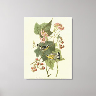 Toile Parulines jaunes et noires Audubon's Birds of Amer