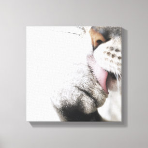 Toile Patte de nettoyage de chat