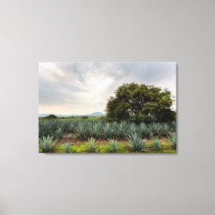 Toile Paysage Avec Agave Bleue