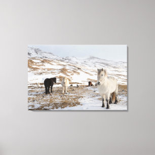 Toile Paysage avec des chevaux islandais