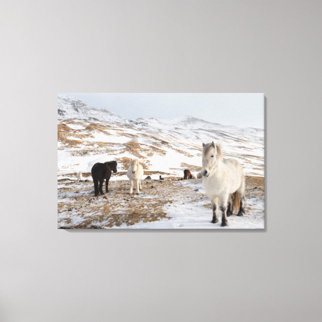 Toile Paysage avec des chevaux islandais (Recto)
