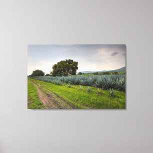 Toile Paysage d'agave bleu