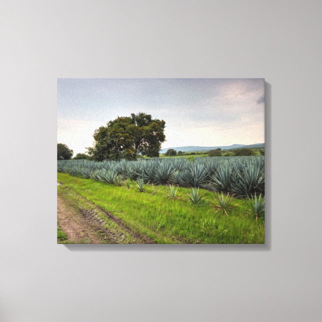 Toile Paysage De Blue Agave (Recto)