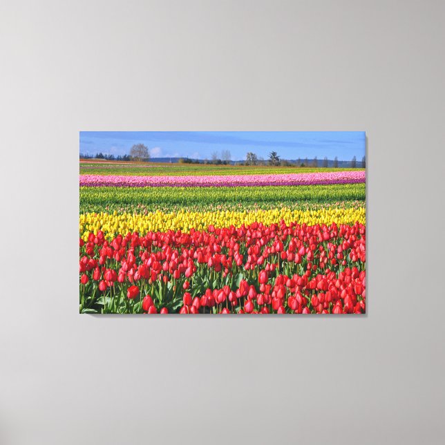 Toile Paysage de tulipes colorées (Recto)