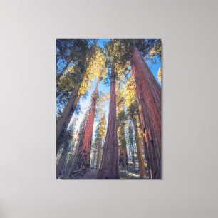 Toile Paysage forestier de géants séquoias