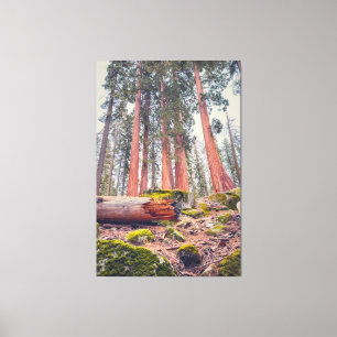 Toile Paysage forestier du parc national de Sequoia