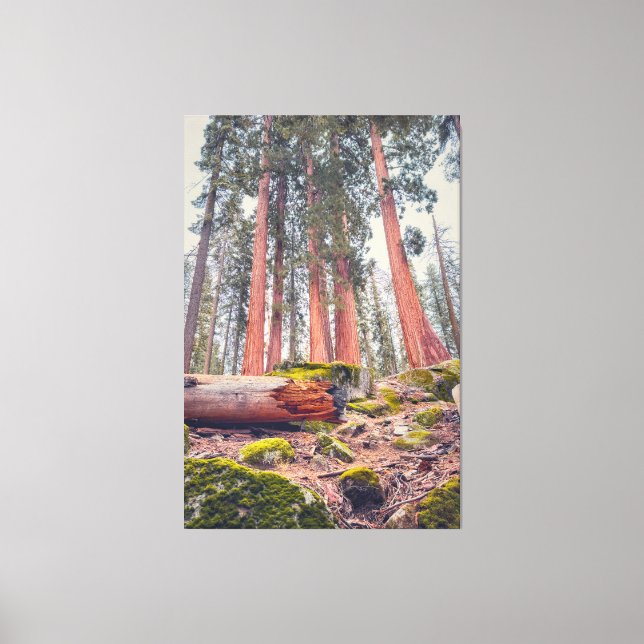 Toile Paysage forestier du parc national de Sequoia (Recto)