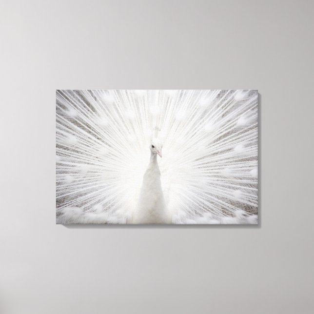 Toile Peacock blanc (Recto)