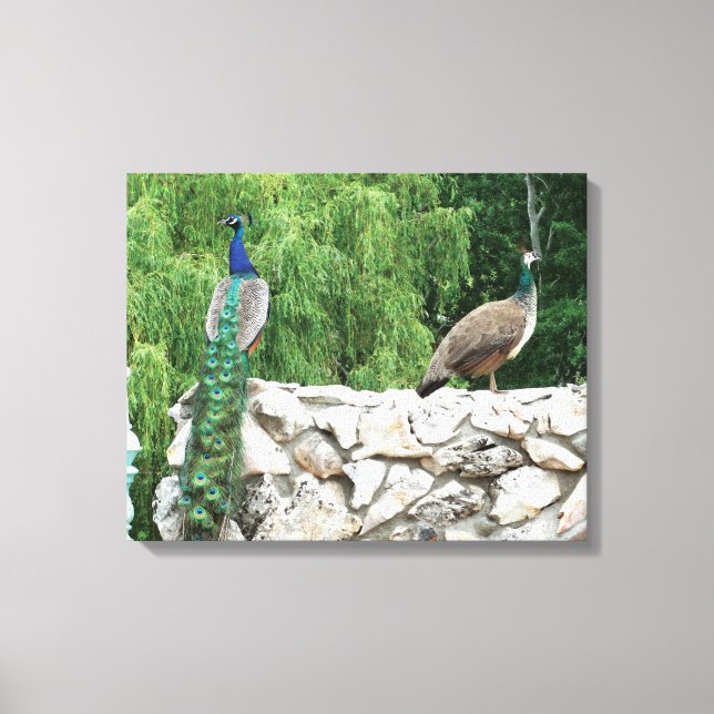Toile Peacock in a Garden photographie Imprimer Wall Art (Recto)