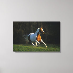Toile Peignez le cheval fonctionnant rapidement