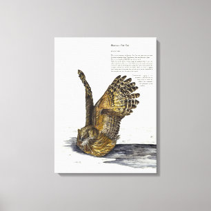 Toile Peinture à la main Chouette en voie de disparition