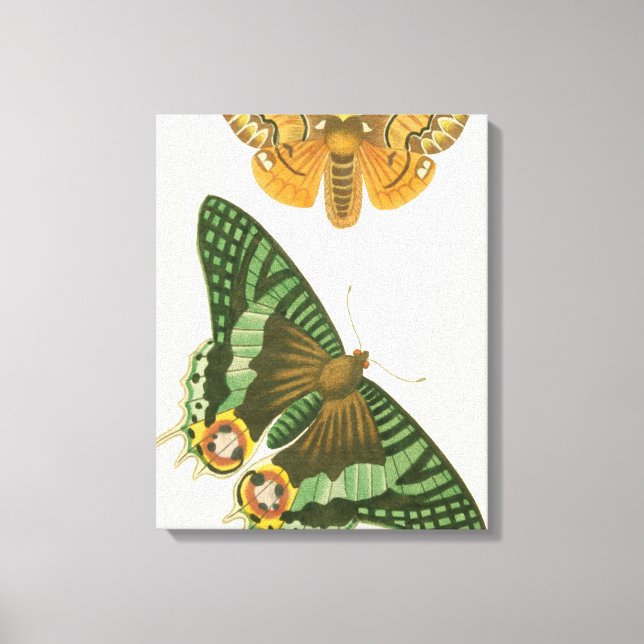 Toile Peinture à papillon légèrement frontière (Recto)