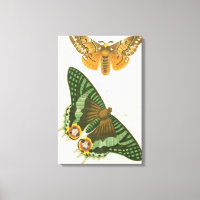 Peinture à papillon légèrement frontière