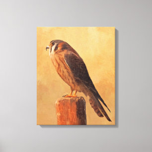 Toile Peinture américaine Kestrel - Art original pour oi