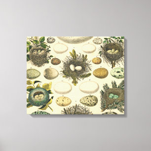 Toile Peinture artistique de nid d'oeufs d'oiseaux vinta