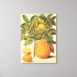 Toile Peinture botanique vintage de citron et pomelo