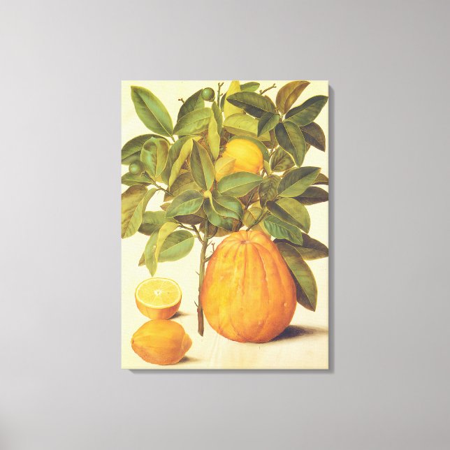 Toile Peinture botanique vintage de citron et pomelo (Recto)