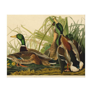 Toile Peinture d'oiseaux de Mallard Duck Audubon