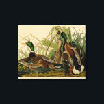 Toile Peinture d'oiseaux de Mallard Duck Audubon<br><div class="desc">Canard colvert Audubon - Le canard colvert est un oiseau de jeu que vous pouvez voir voler à travers les marais. John James Audubon a créé cette magnifique illustration vintage de canard de Mallard, une gravure aquatine avec coloration originale, et l'a publiée dans les célèbres livres originaux Birds of America...</div>
