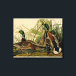 Toile Peinture d'oiseaux de Mallard Duck Audubon<br><div class="desc">Canard colvert Audubon - Le canard colvert est un oiseau de jeu que vous pouvez voir voler à travers les marais. John James Audubon a créé cette magnifique illustration vintage de canard de Mallard, une gravure aquatine avec coloration originale, et l'a publiée dans les célèbres livres originaux Birds of America...</div>