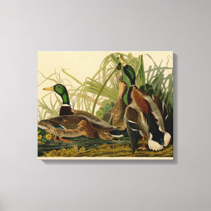 Toile Peinture d'oiseaux de Mallard Duck Audubon