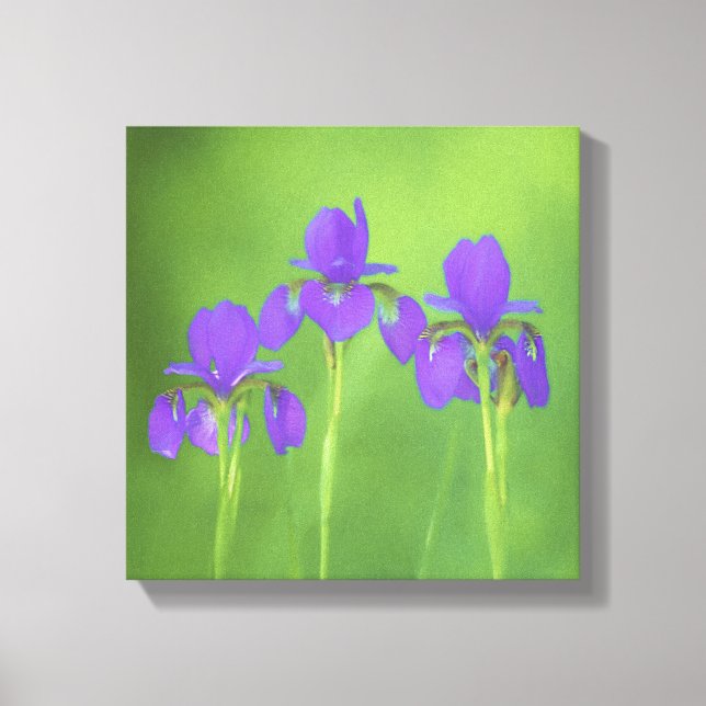 Toile Peinture Iris Violet - Art Fleur Originale (Recto)