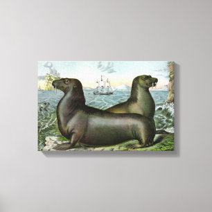 Toile Peinture vintage d'otaries