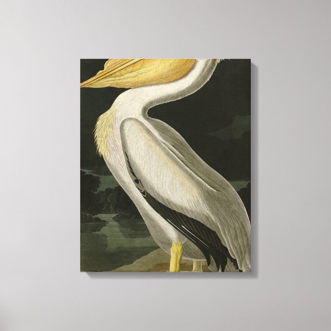 Toile Pélican blanc américain, les oiseaux d'Amérique d' (Recto)