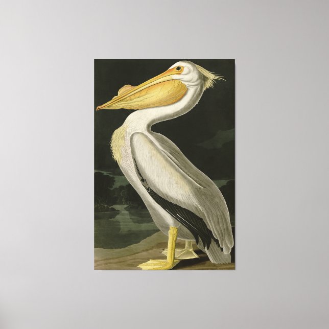 Toile Pélican blanc américain, les oiseaux d'Amérique d' (Recto)
