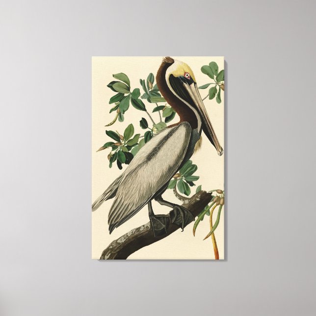 Toile Pélican Brown d'Audubon's Birds of America (Recto)