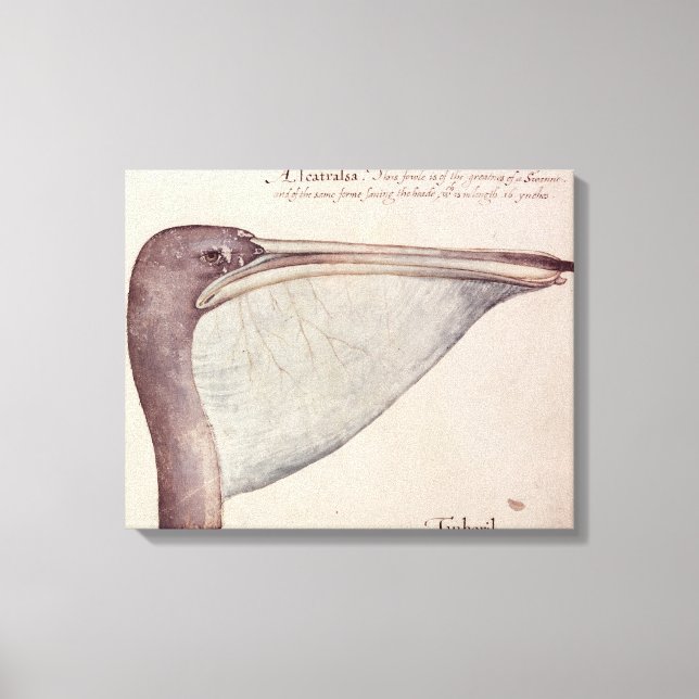 Toile Pelican, c.1590 (Recto)