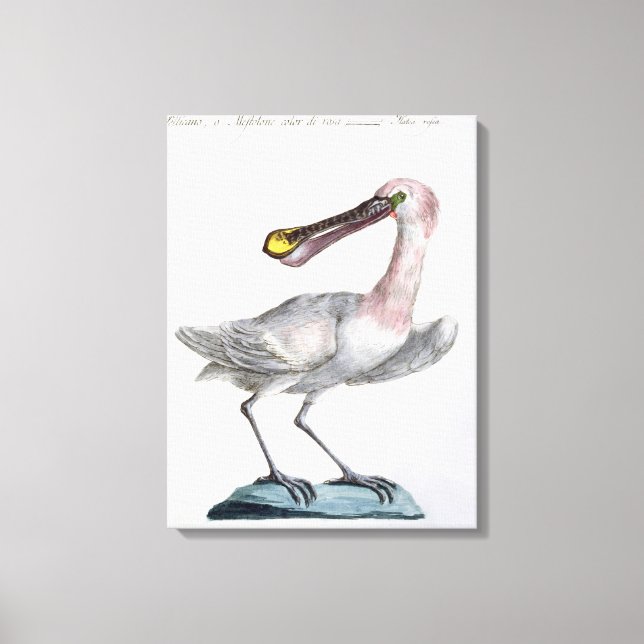 Toile Pelican, c.1767-76 (main coloured engraving) (Recto)
