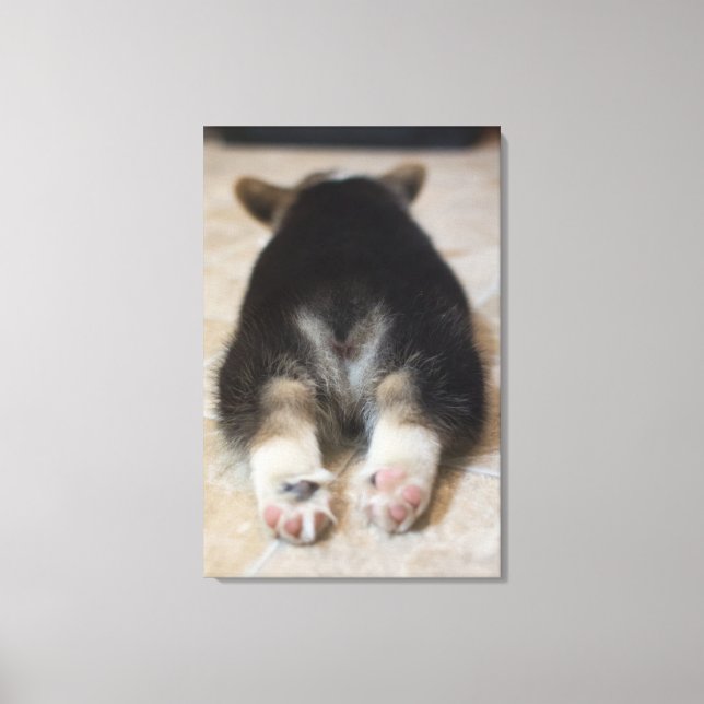 Toile Pembroke Welsh Corgi Puppy 2 (Recto)