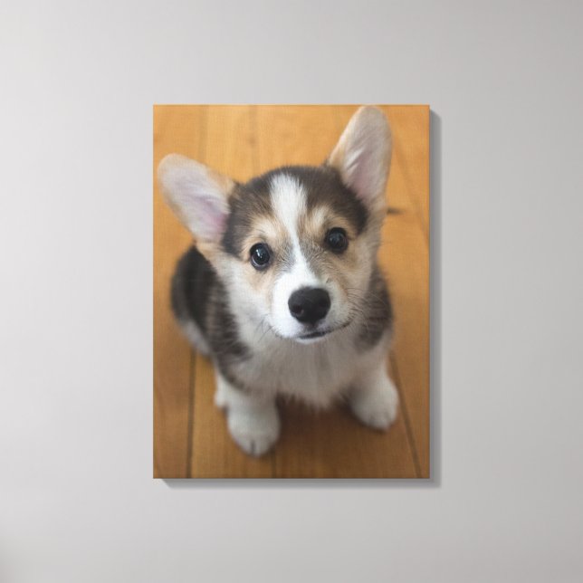 Toile Pembroke Welsh Corgi Puppy 3 (Recto)