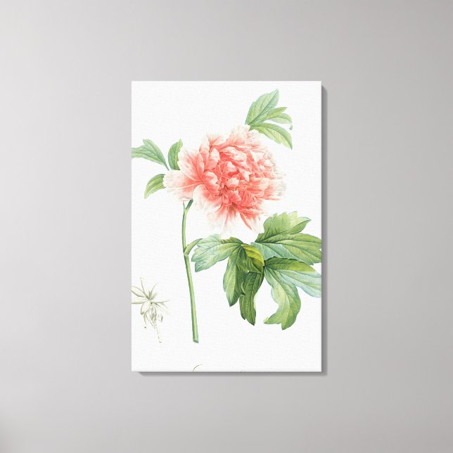 Toile Peony, 1799 (Recto)