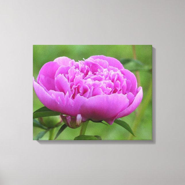 Toile Peony rose (Recto)