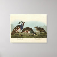 Perdrix en peluche et à pattes épaisses - Audubon'
