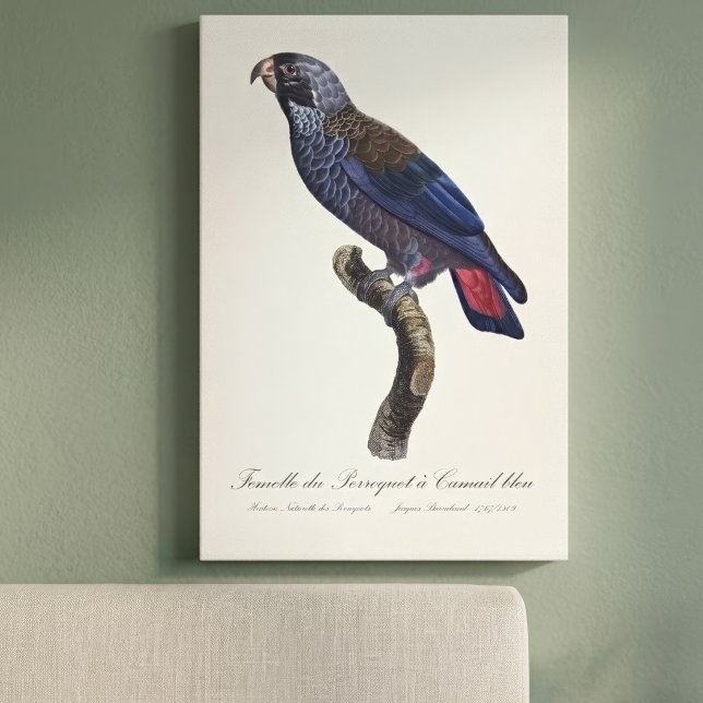 Toile Perroquet a Camail bleu / Perroquet (Dusky Parrot or Dusky Pionus, Pionus fuscus. Canvas Print )