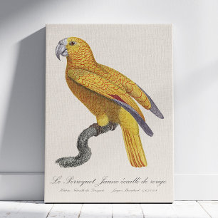 Toile Perroquet de Paradis de Cuba, Psittacus Paradisi