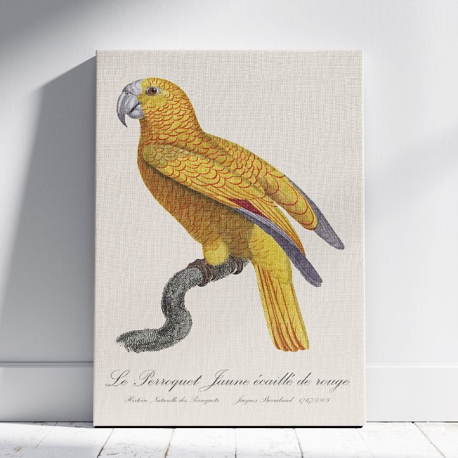 Toile Perroquet de Paradis de Cuba, Psittacus Paradisi (Le Perroquet Jaune ecaille de rouge. Canvas Print)