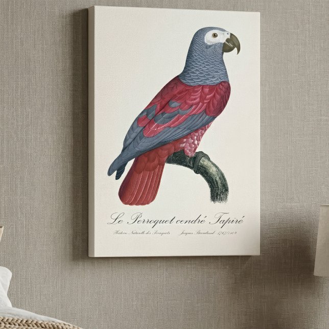 Toile Perroquet Gris du Congo Facteur Rouge Psittacus Er (African Grey Parrot Red Factor Psittacus Erithacus. Canvas Print)