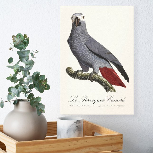 Toile Perroquet gris, Psittacus erithacus, vintage (Le Perroquet Cendre - 19th century illustration. Canvas Print )