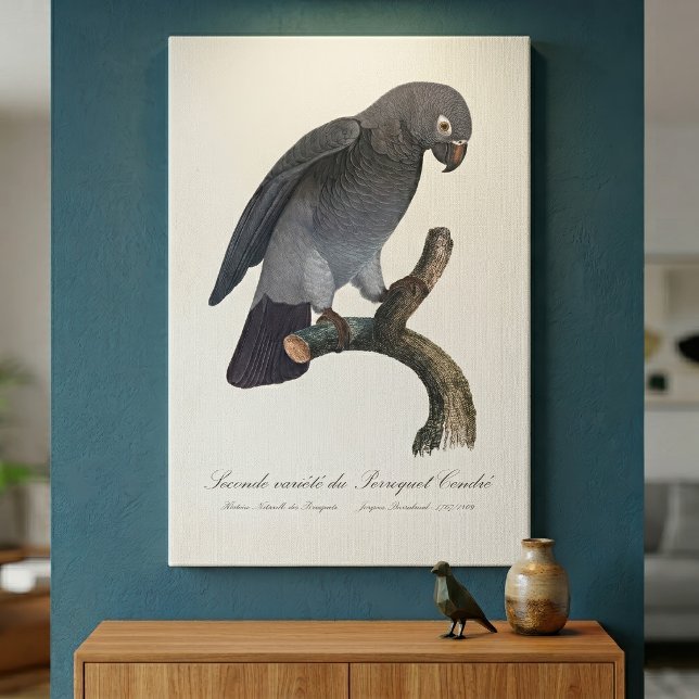 Toile Perroquet gris Timneh, Psittacus Timneh (Timneh African Grey Parrot, Psittacus Timneh. Canvas Print)